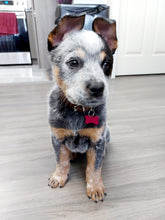 Load image into Gallery viewer, Custom Engraved Dog Tag - Bone Shape - Drag/ Rotary Engraved